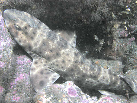 Image of Swell Shark