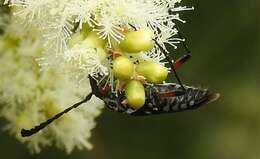 Image of Distichocera thomsonella White 1859