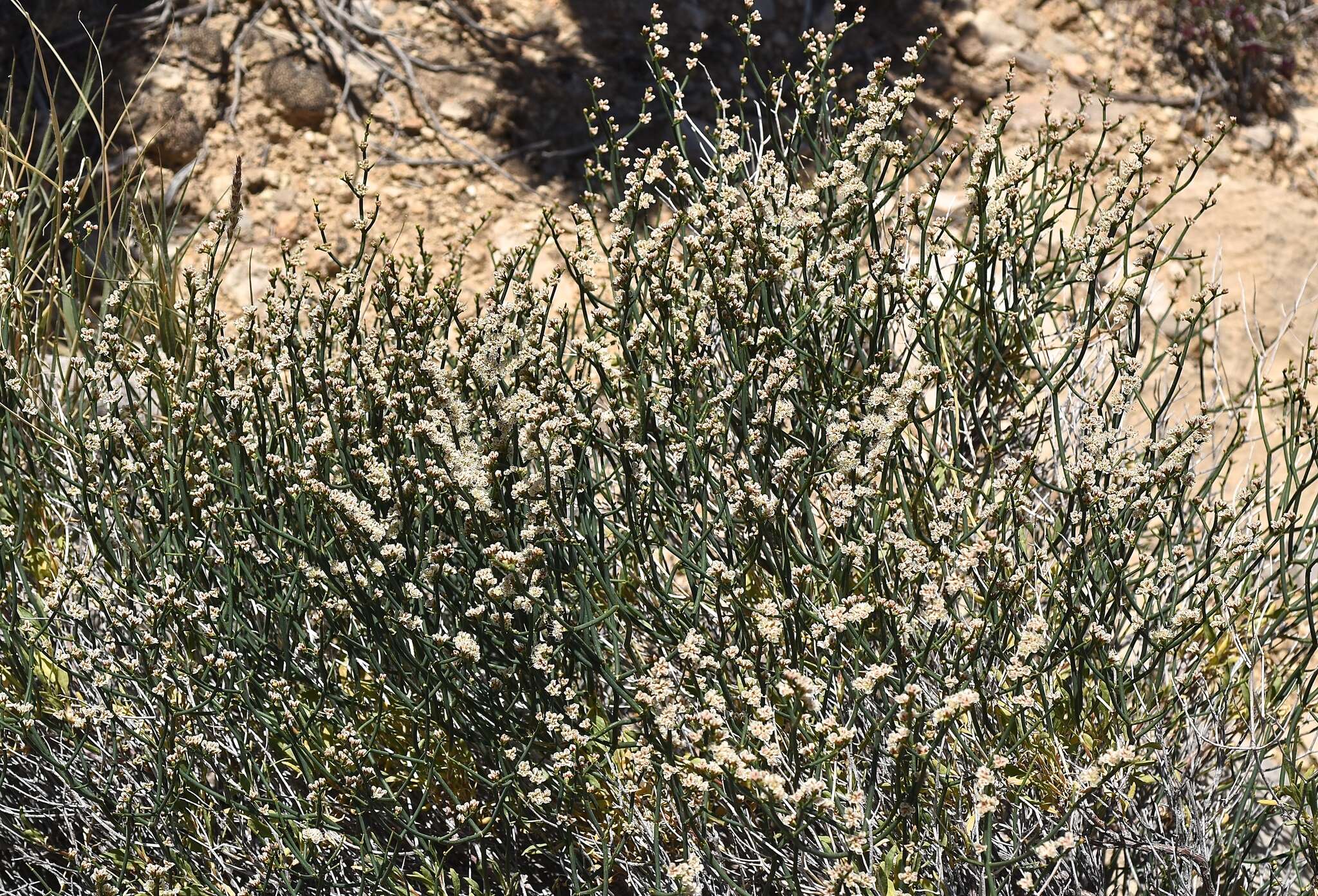 Imagem de Eriogonum heermannii Dur. & Hilg.