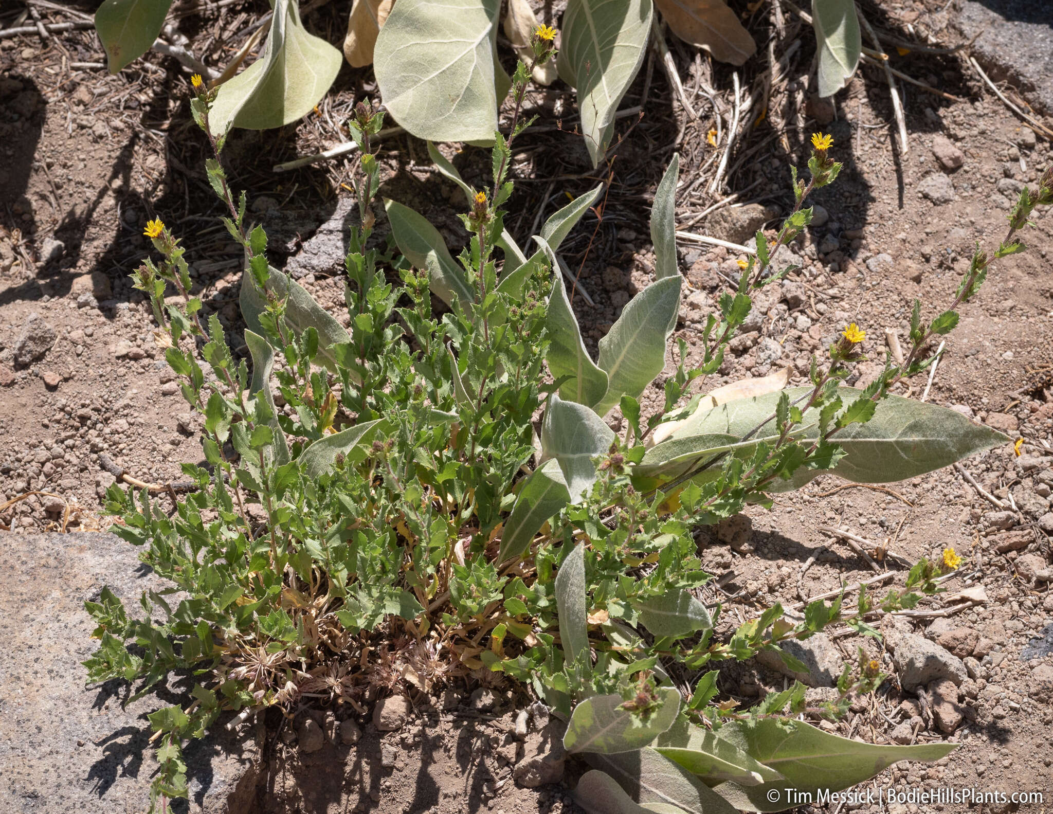 Image of Whitney's bristleweed