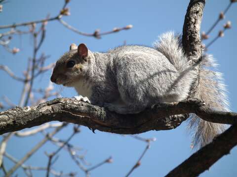 Image of Sciurus subgen. Sciurus Linnaeus 1758