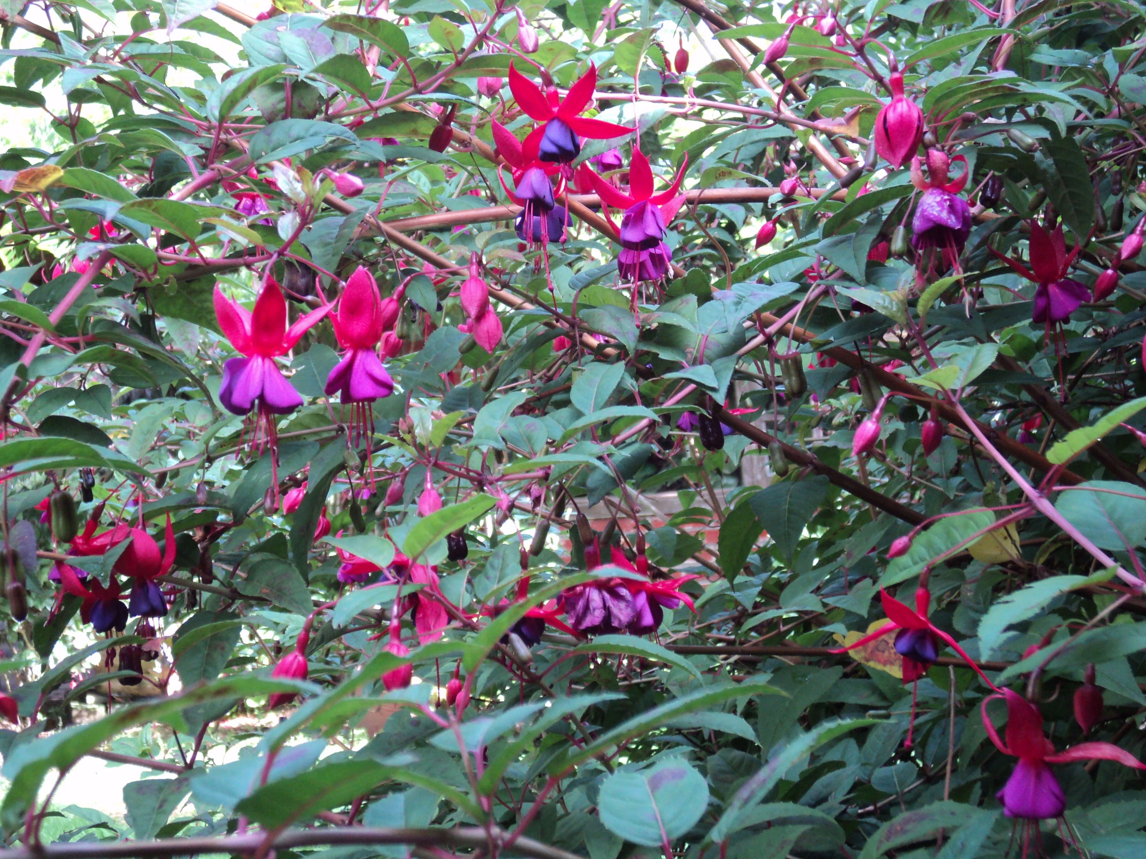 Fuchsia magellanica Lam. resmi