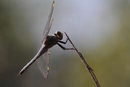 Image of Comanche Skimmer