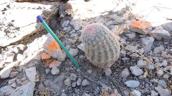 Image de Echinocereus pectinatus subsp. pectinatus