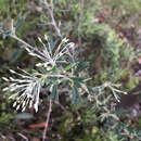 صورة Grevillea vestita (Endl.) Meissner