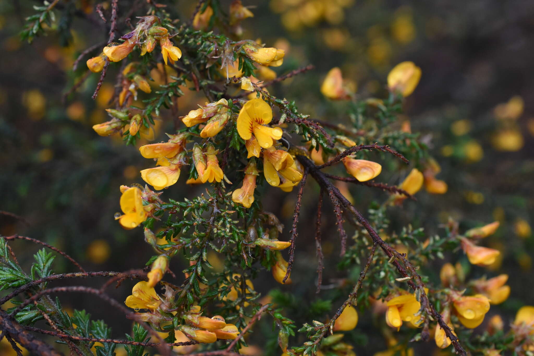 Image of Pultenaea graveolens Tate