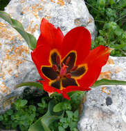 Image de tulipe