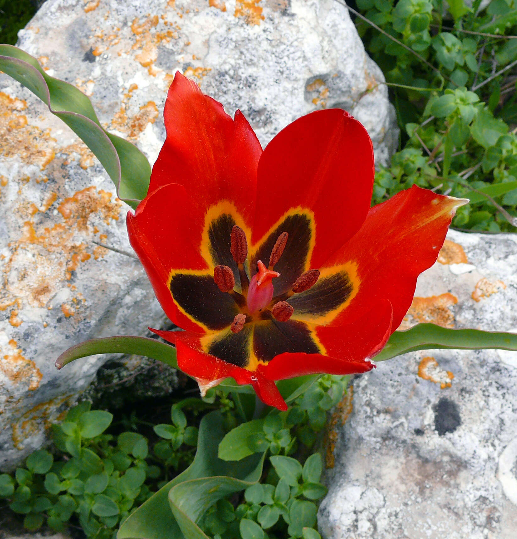 Image de tulipe