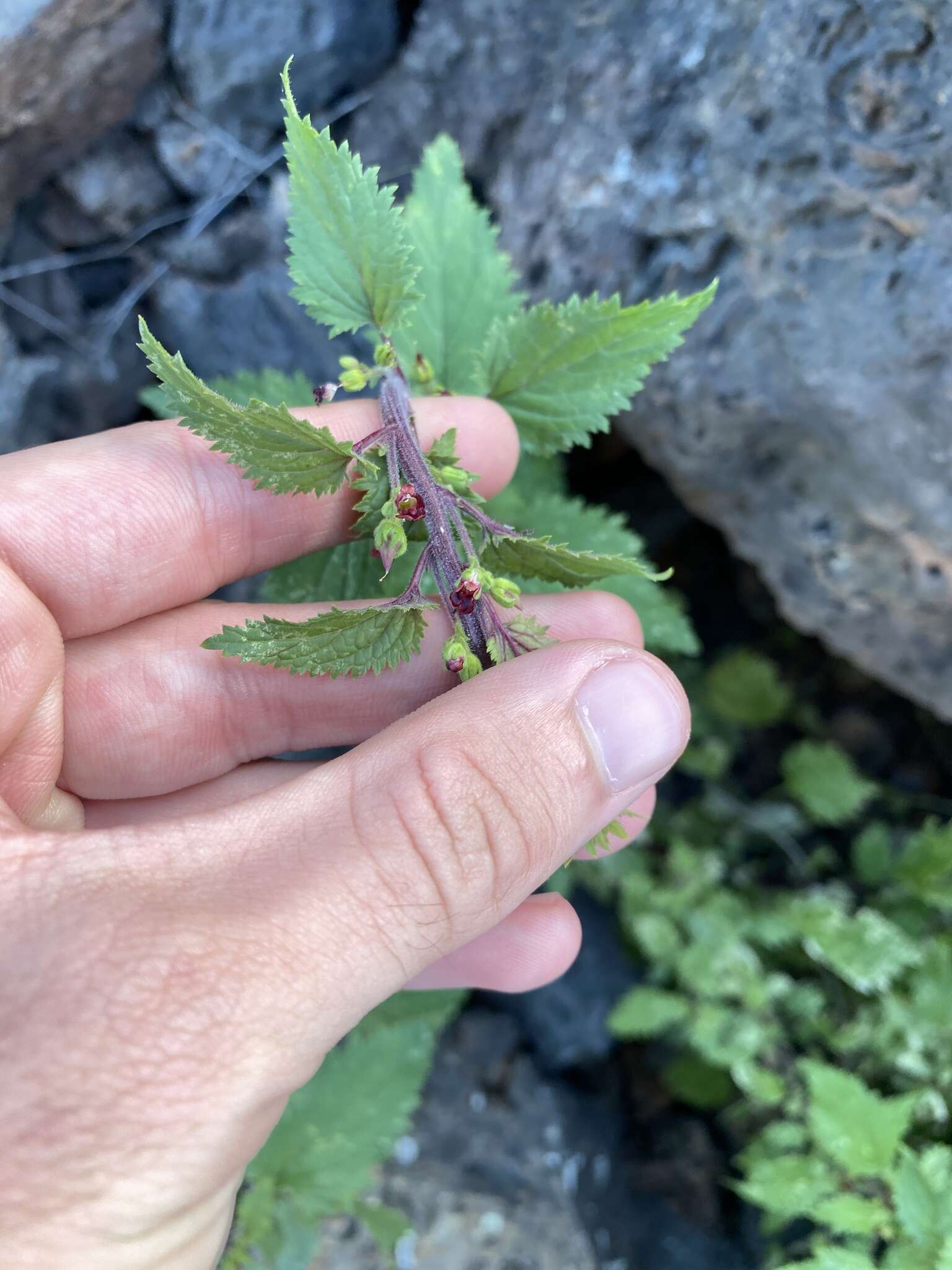 Image de Scrophularia arguta Sol.