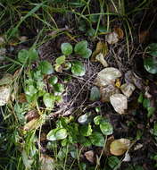 Image de Pyrola asarifolia subsp. incarnata (DC.) E. Murr.