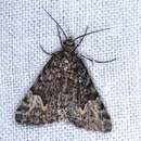 Image of Dry-country Heath Moth