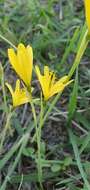 Image of Narcissus cavanillesii Barra & G. López