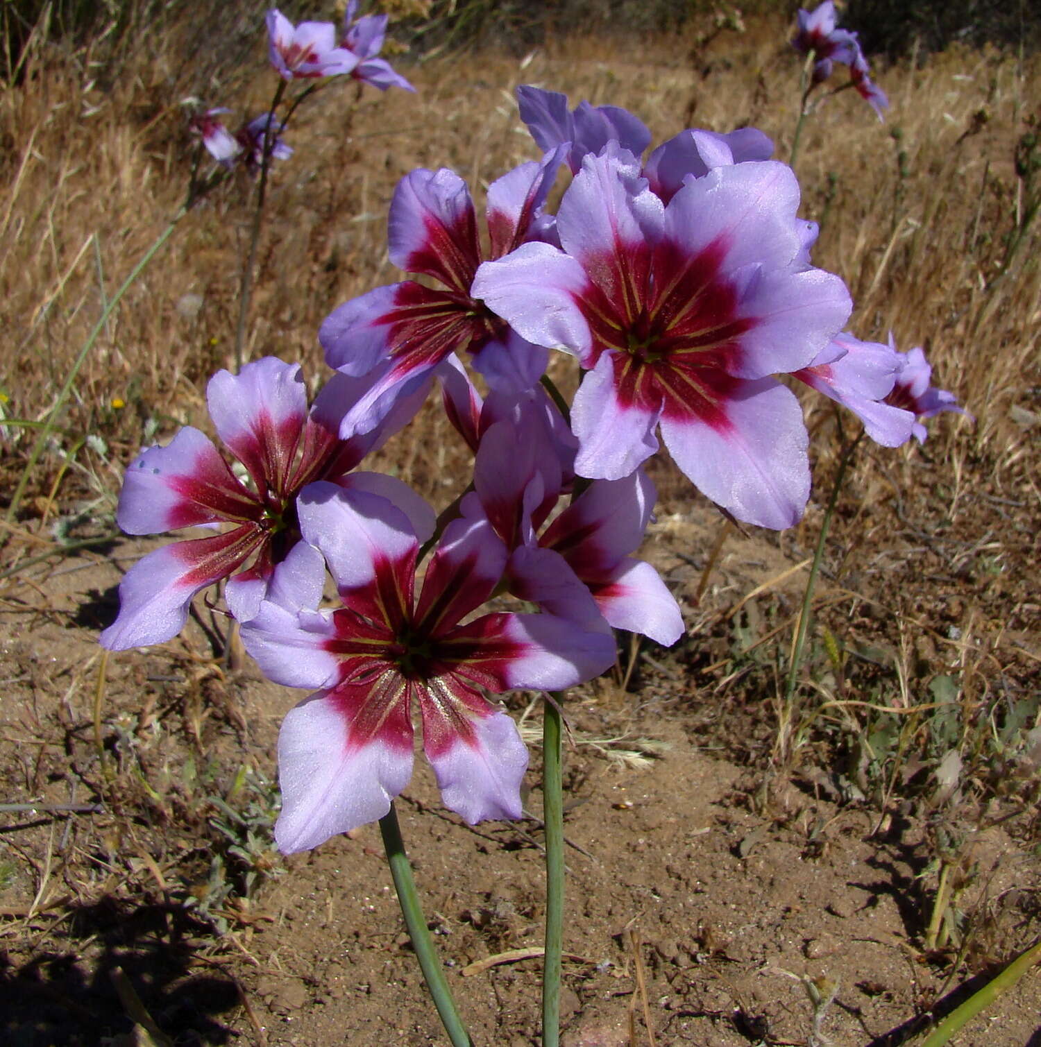 Image of Leucocoryne