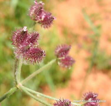 Image of false carrot