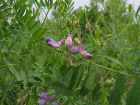 Image of Vicia popovii O. D. Nikif.