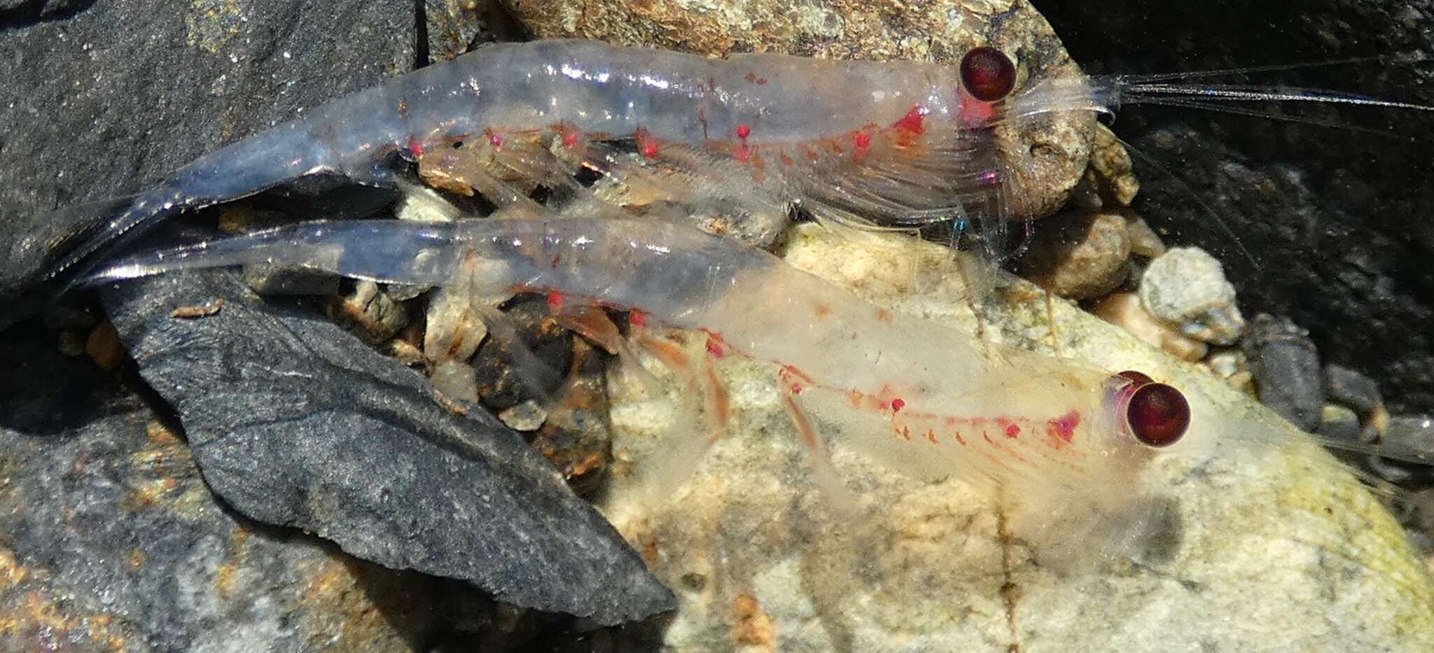 Image of North Pacific Krill