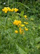 Image of Common Bird's-foot-trefoil