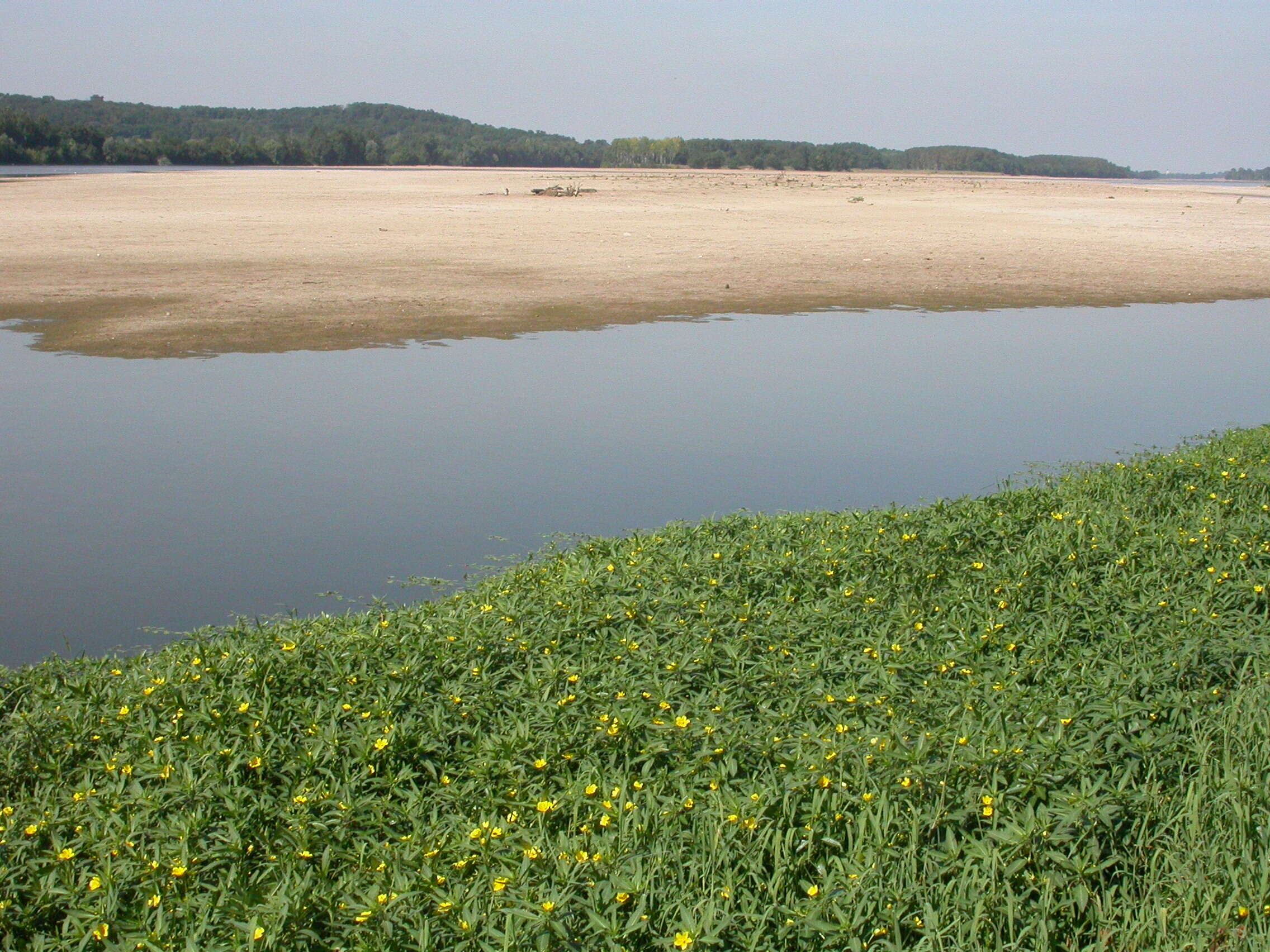 Ludwigia grandiflora var. hexapetala (Hook. & Arn.) D. B. Ward resmi