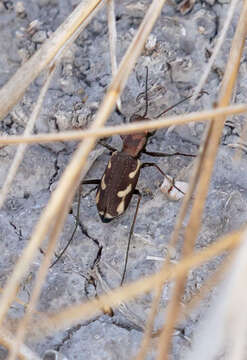 Image of Cylindera (Cylindera) paludosa (L. Dufour 1820)