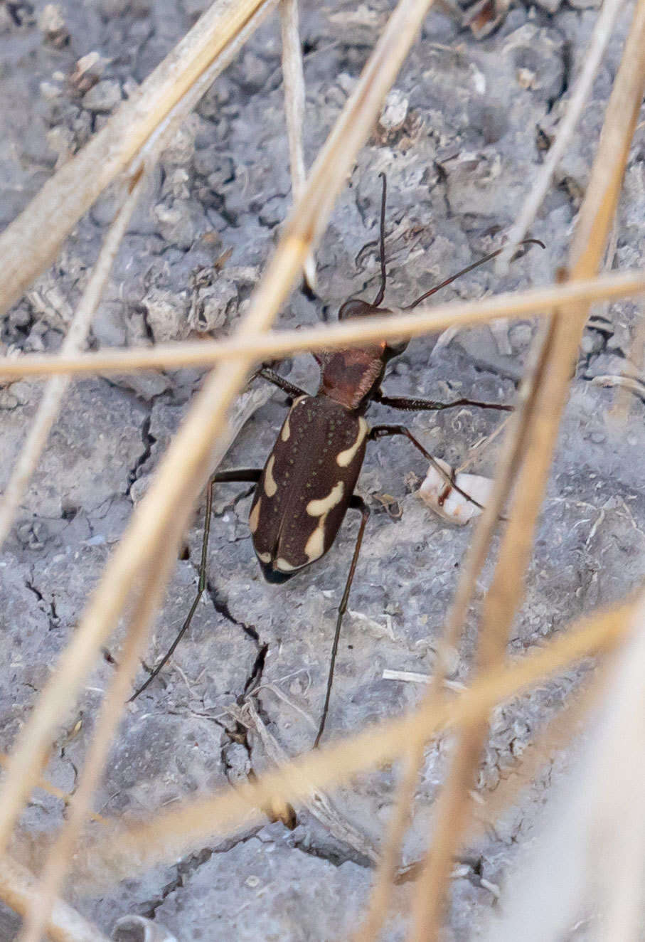 Image of Cylindera (Cylindera) paludosa (L. Dufour 1820)