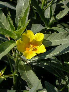 Ludwigia grandiflora var. hexapetala (Hook. & Arn.) D. B. Ward resmi