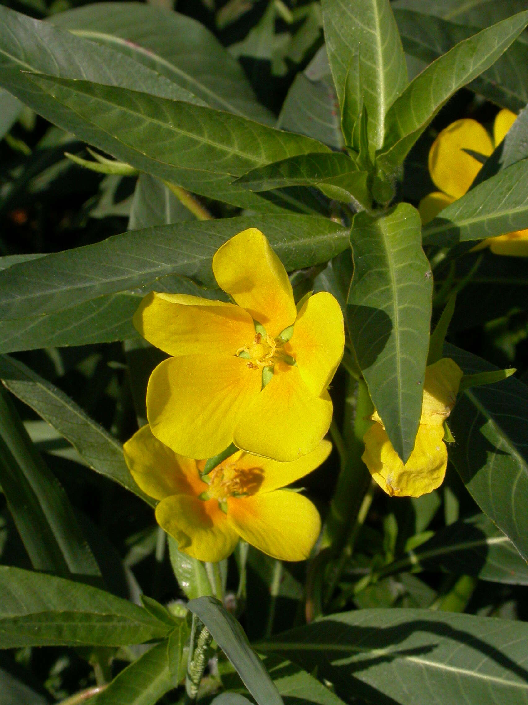 Ludwigia grandiflora var. hexapetala (Hook. & Arn.) D. B. Ward resmi