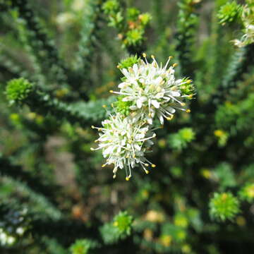 Image of Agathosma apiculata E. Mey. ex Bartl. & Wendl. fil.