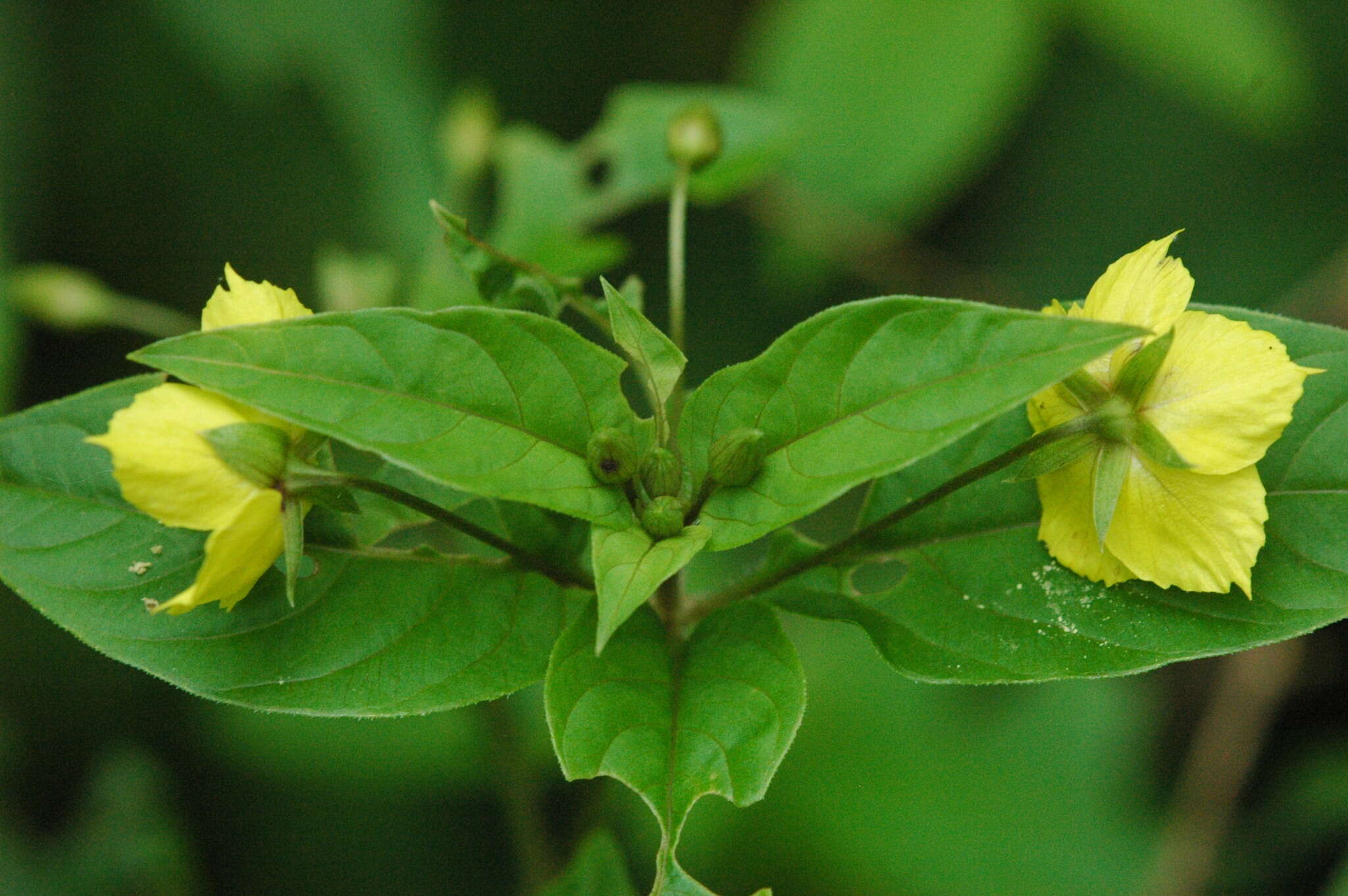 Imagem de Lysimachia ciliata L.