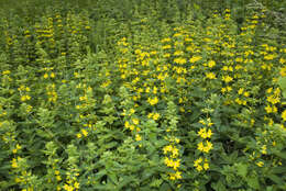 Слика од Lysimachia punctata L.