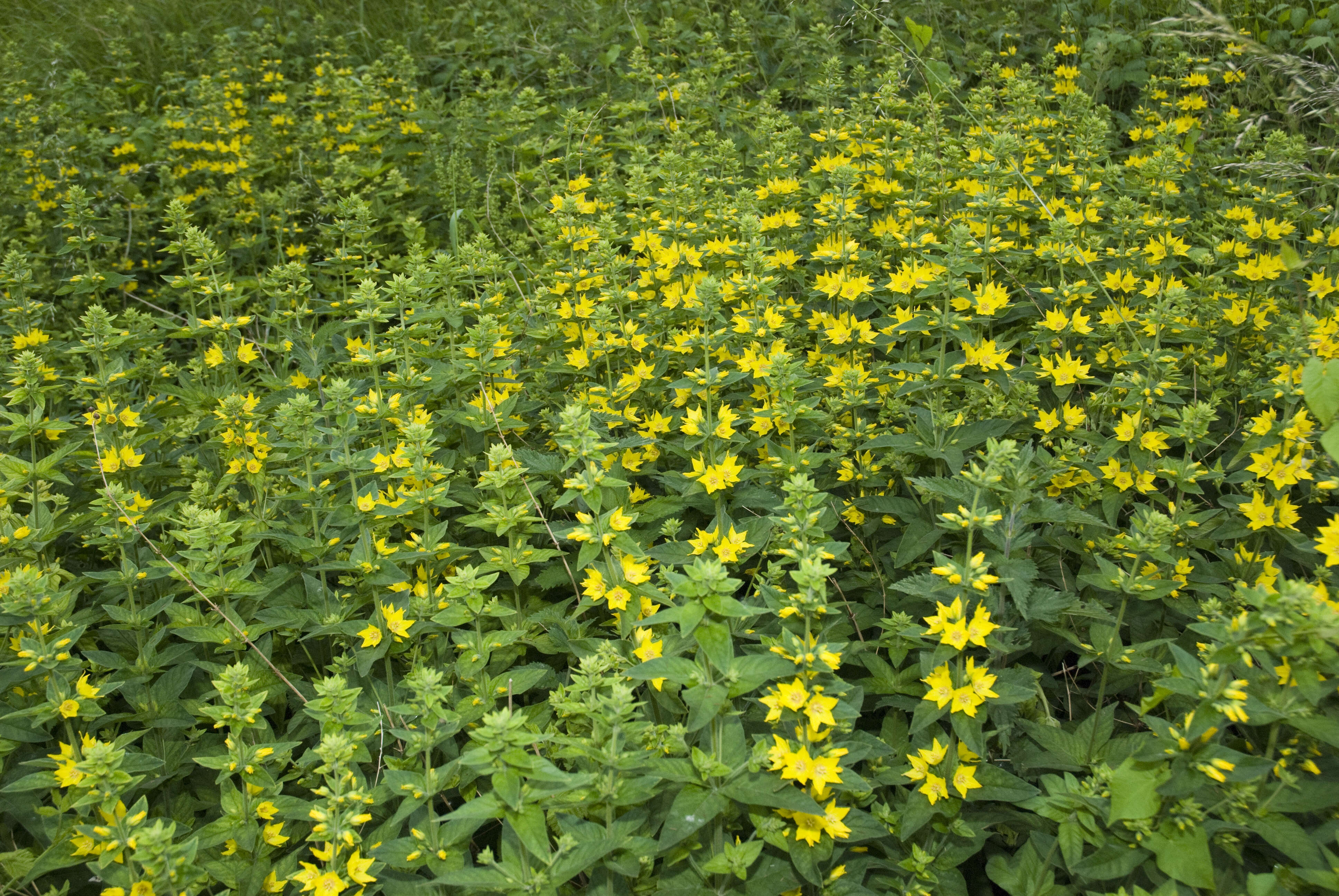 Слика од Lysimachia punctata L.