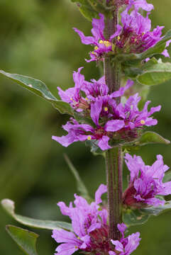 Image of Purple Loosestrife