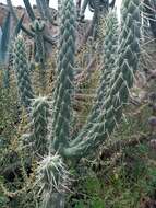 Image of cane cactus