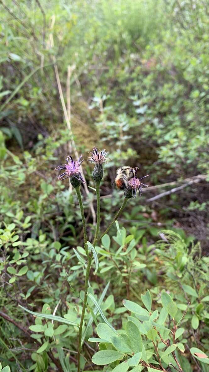 Sivun <i>Saussurea <i>angustifolia</i></i> var. angustifolia kuva