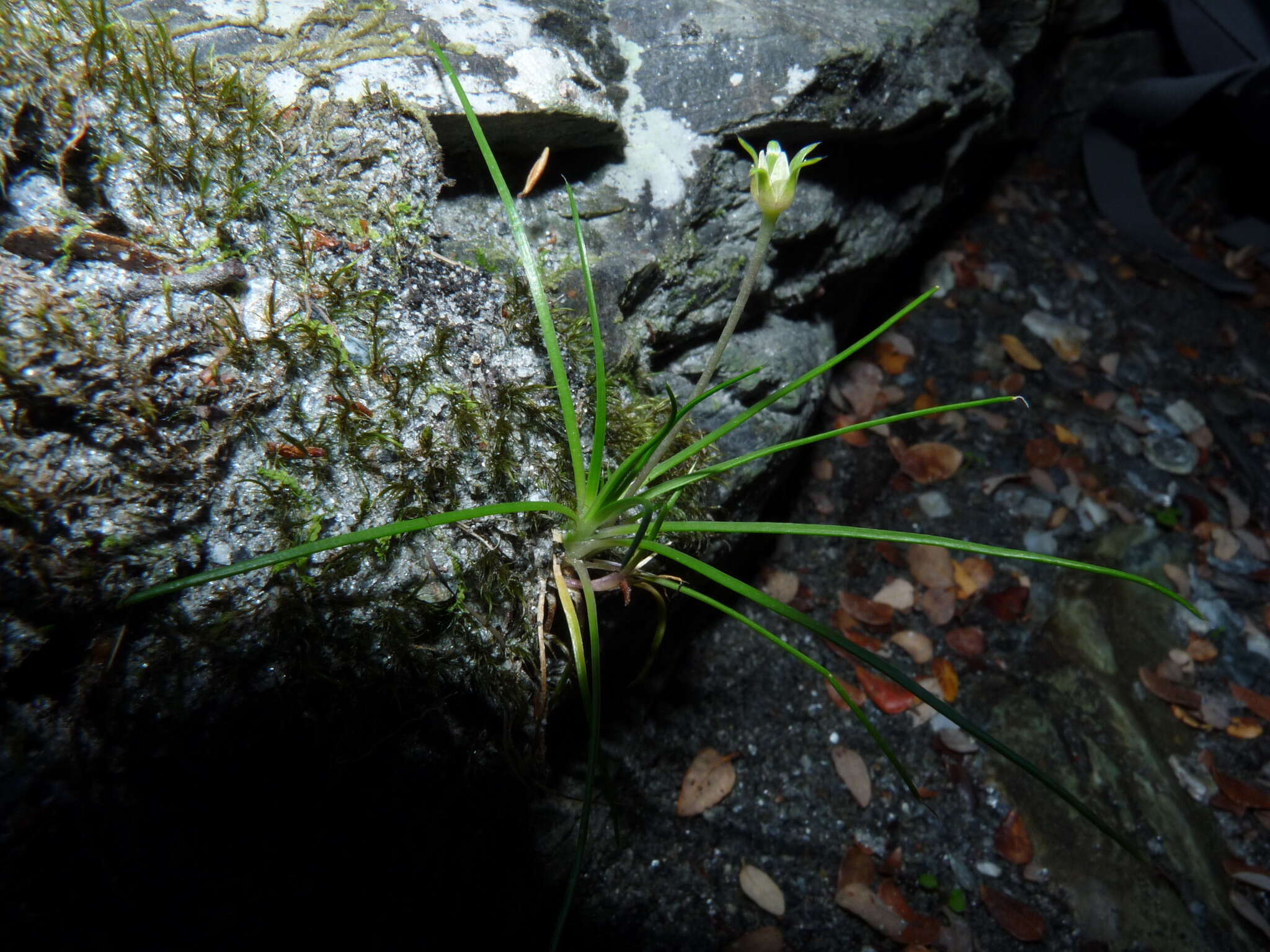 Image of Colobanthus apetalus (Labill.) Druce