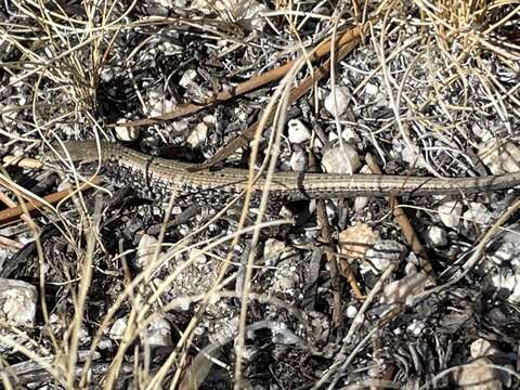 Image of Northern Alligator Lizard