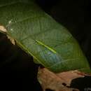 Image of Apochrysa lutea (Walker 1853)