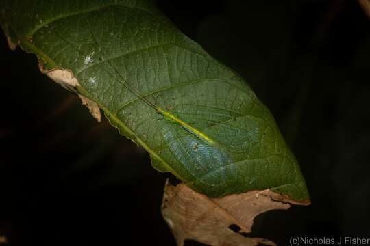 Image of Apochrysa lutea (Walker 1853)