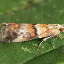 Acrobasis repandana Fabricius 1798 resmi