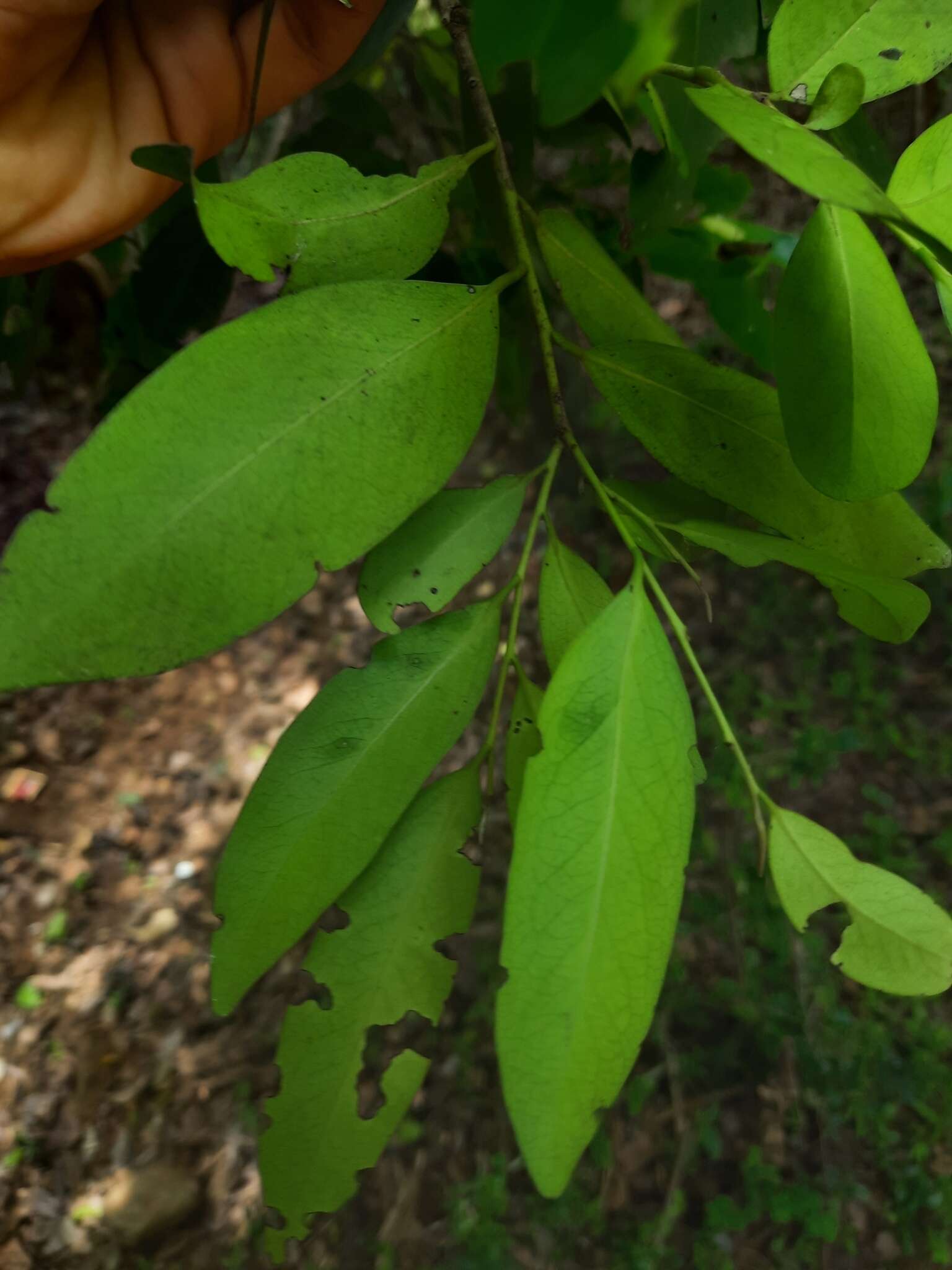 Image of Diospyros affinis Thwaites