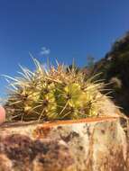 Image of Barrel Cactus