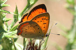 Image of <i>Lycaena ottomana</i>