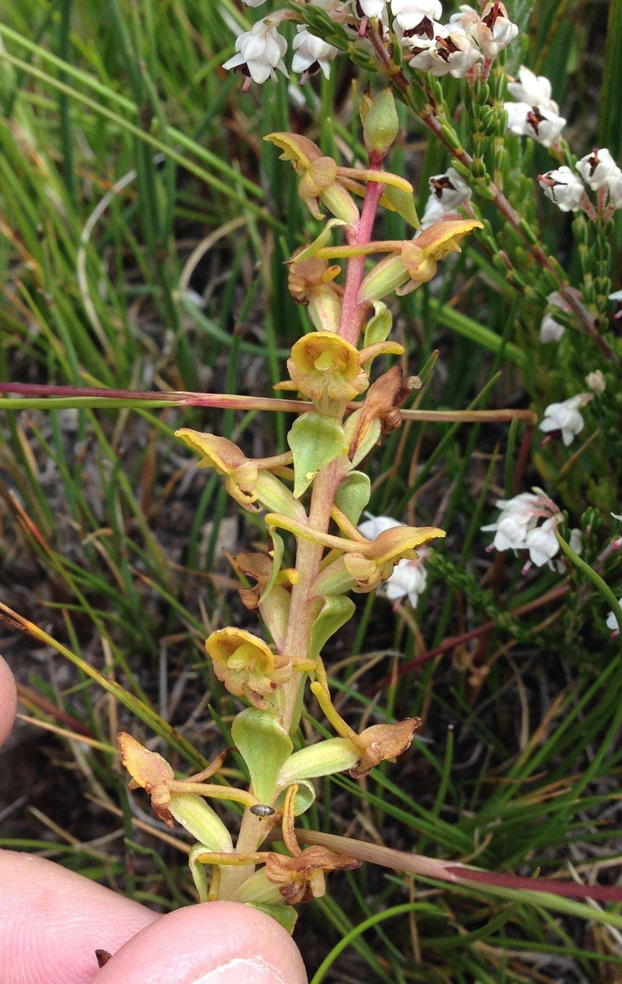 Satyrium pygmaeum Sond. resmi