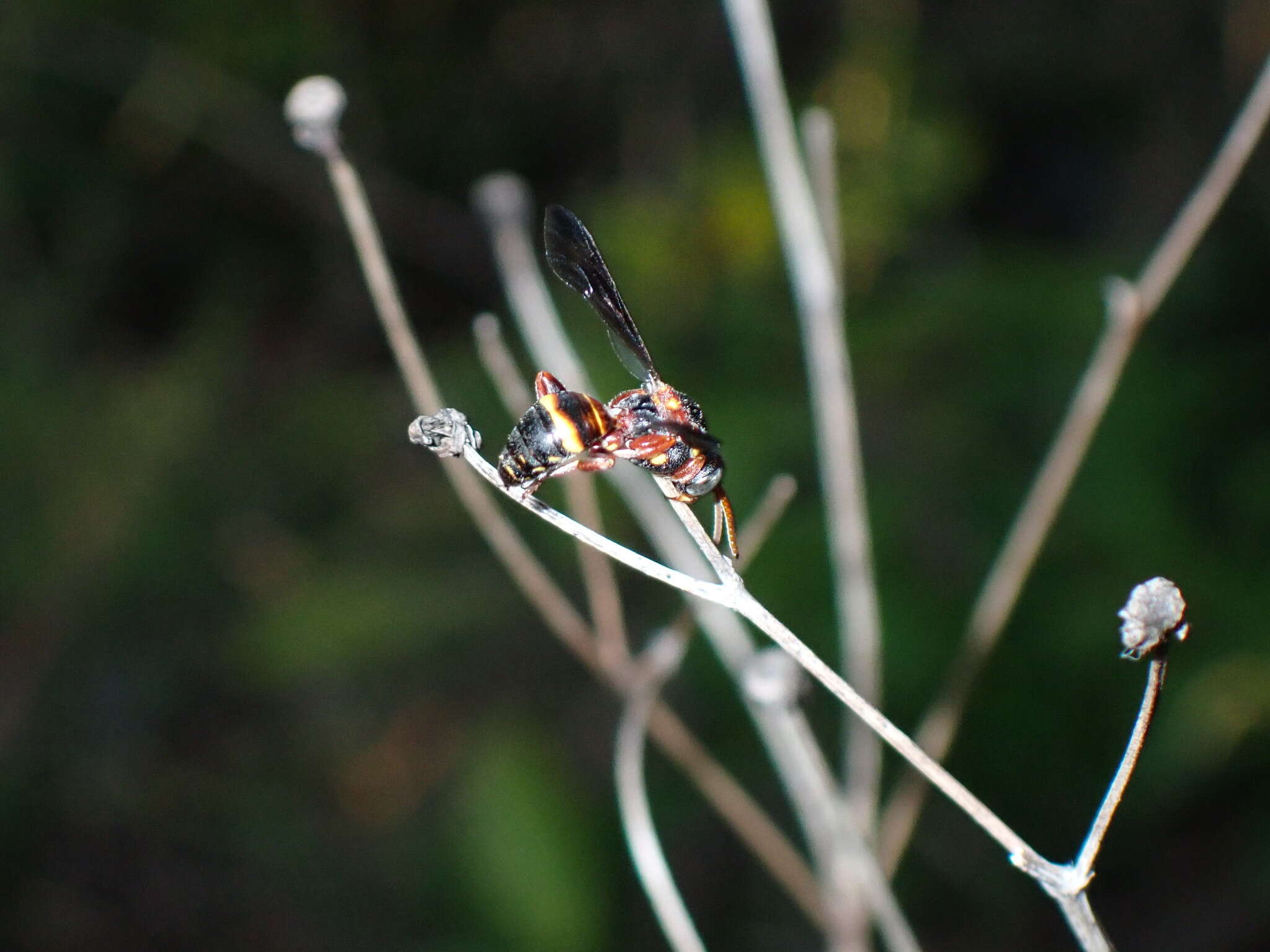 Image of Nomada fervida Smith 1854