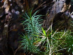 Image of Dawsonia superba Greville 1847