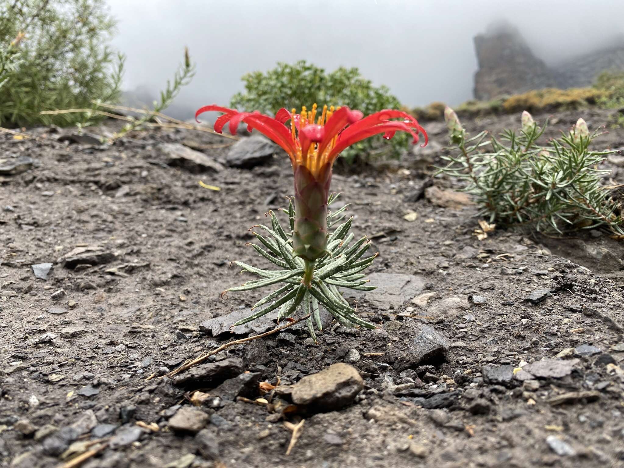 Image of Mutisia subulata rosmarinifolia (P. & E.) Cabrera