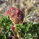 Image de Cnidium cnidiifolium (Turcz.) Schischk.