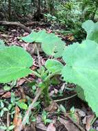 Image of Dendrocnide excelsa (Wedd.) Chew