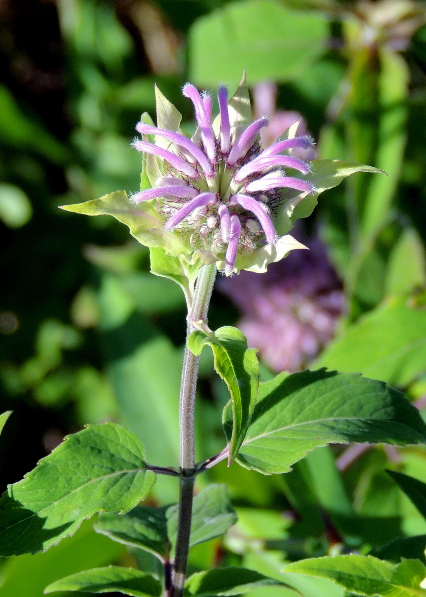 Image of wild bergamot