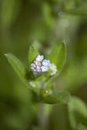 Слика од Myosotis arvensis (L.) Hill