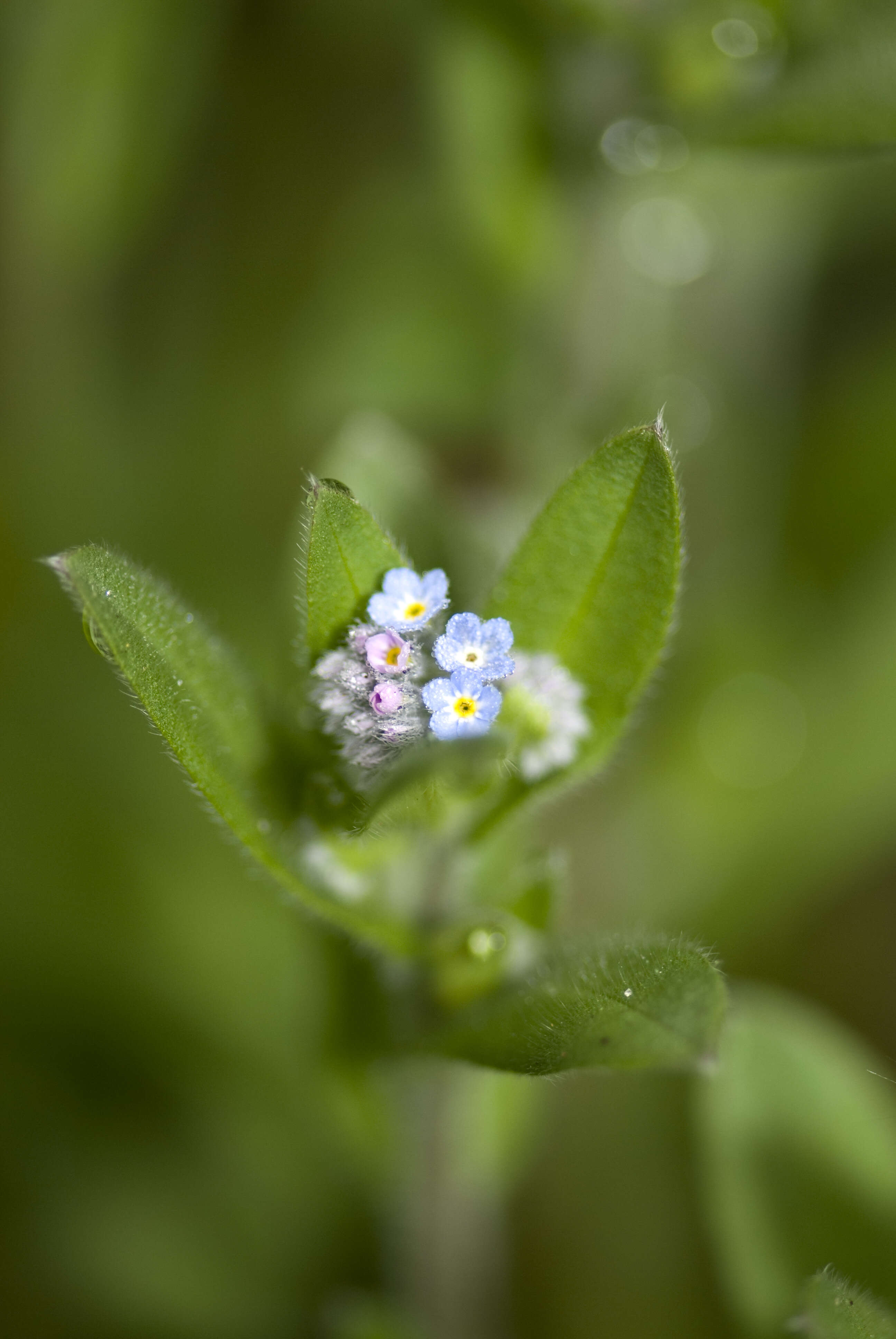 Слика од Myosotis arvensis (L.) Hill